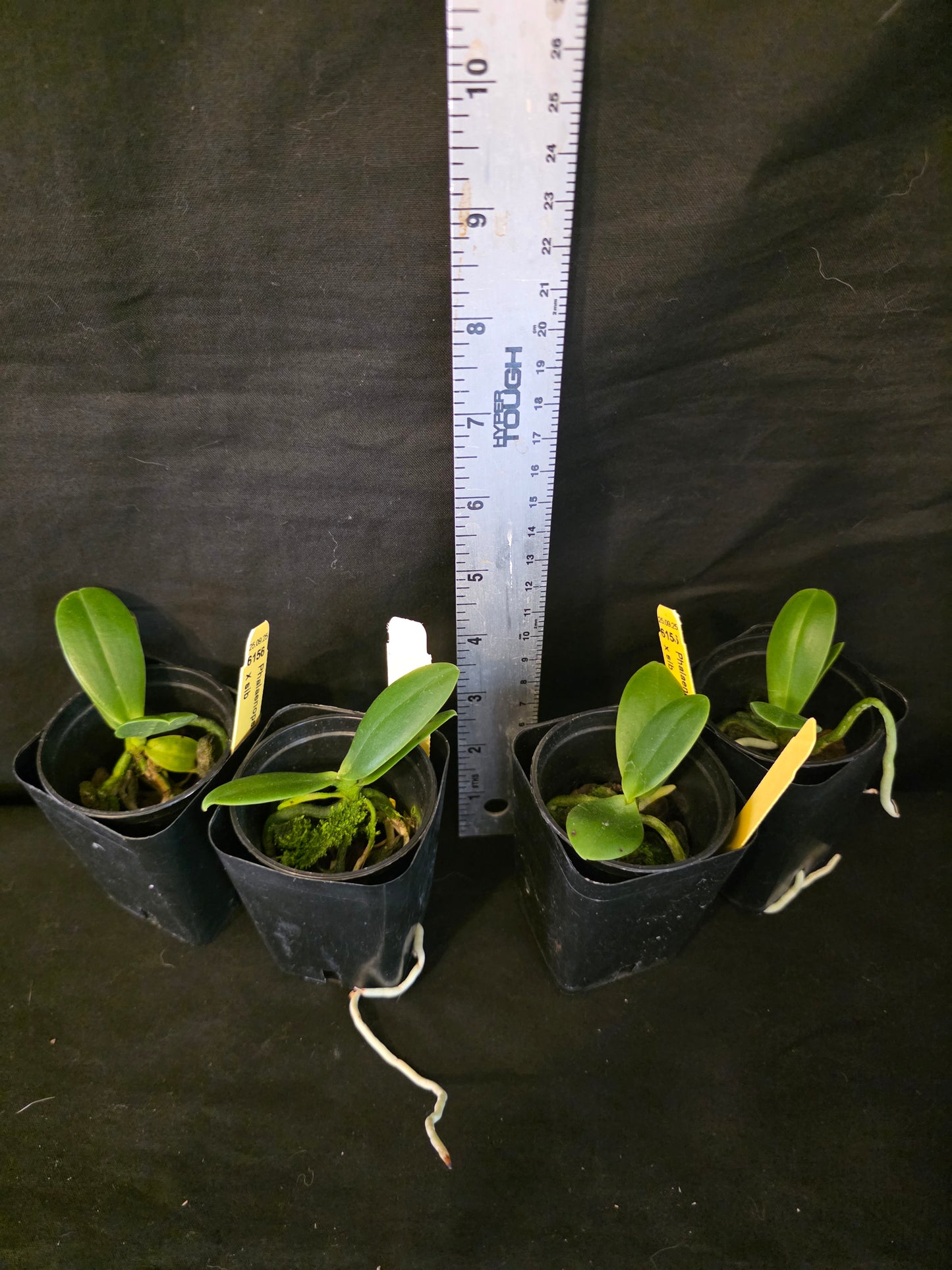 Sedirea (Phalaenopsis) japonica blooming size miniature Phalaenopsis orchid species. Fragrant.