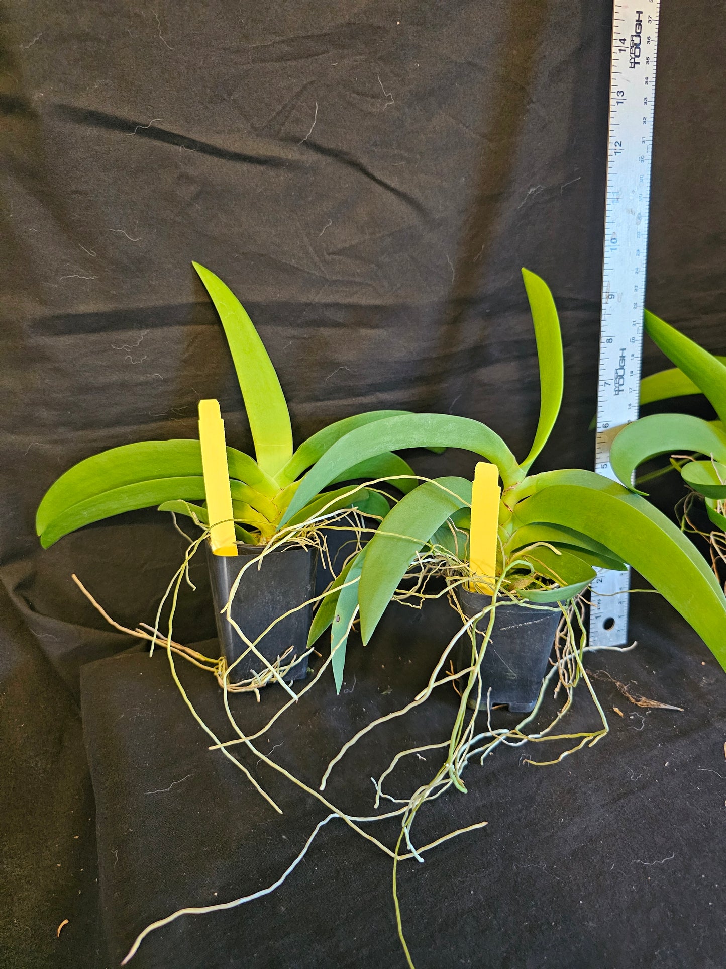 Angraecum leonis