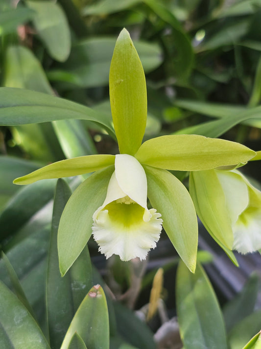 Cattleya forbesii x Rlc Jim Wallace