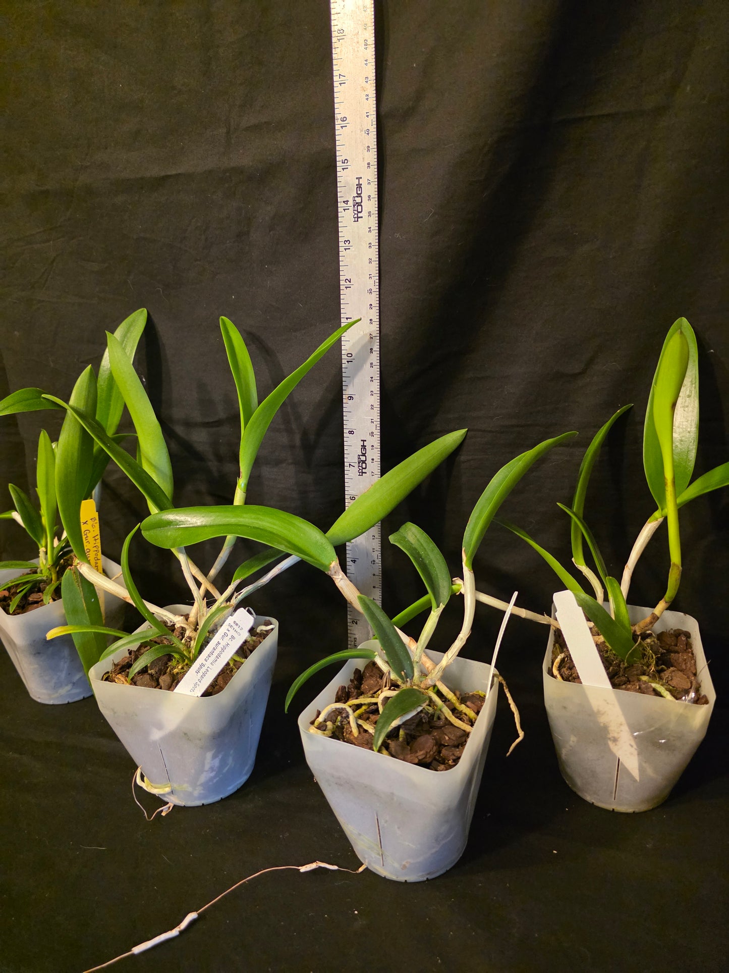 Bc Hippodamia x Gur aurantiaca. Blooming size Brasso cattleya orchid hybrid