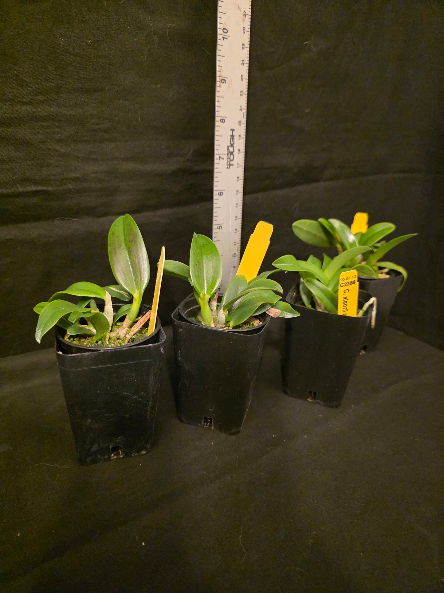 Cattleya alaorii blooming size miniature Cattleya orchid species.