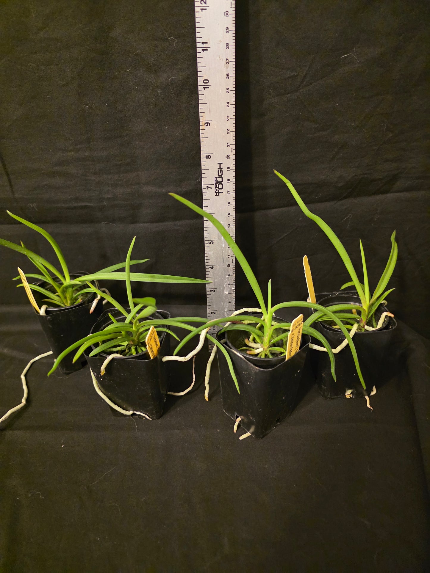 Seidenanda Ucho near blooming size vanda orchid hybrid. Vanda falcata x Seidenfadenia migrate compact vandaceous orchid