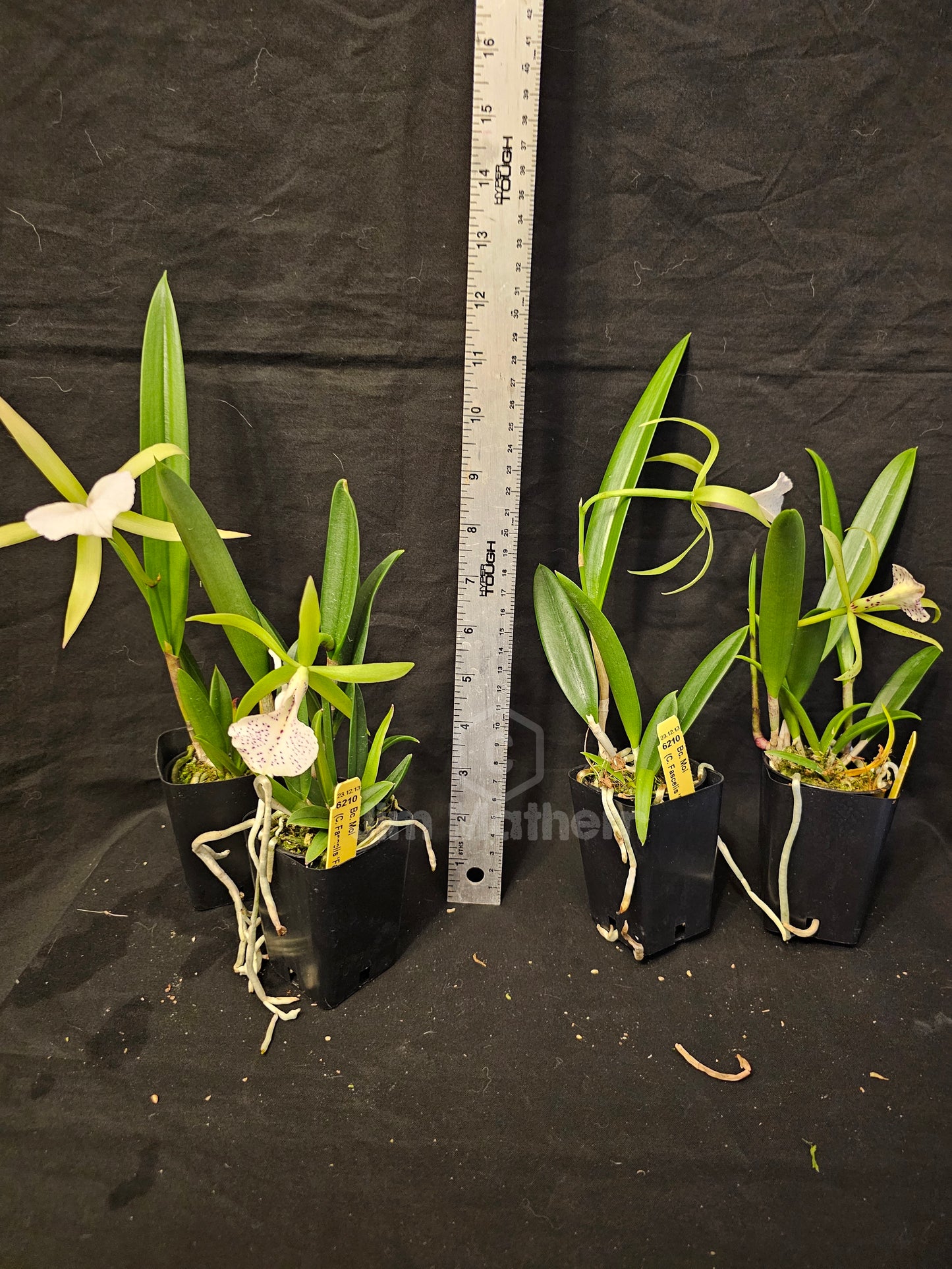 Bc Moi (Cattleya Facelis x Brassavola nodosa) Blooming size nodosa orchid hybrid