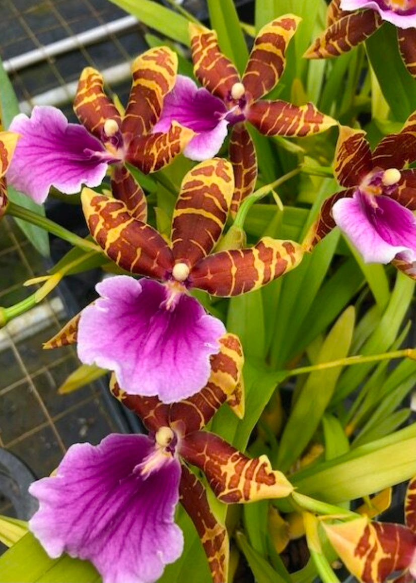Miltonia Dee Fujitake 'Kaley Cat' in spike. Beautiful long lasting blooms. Unique Pink Lip, Striped Petals