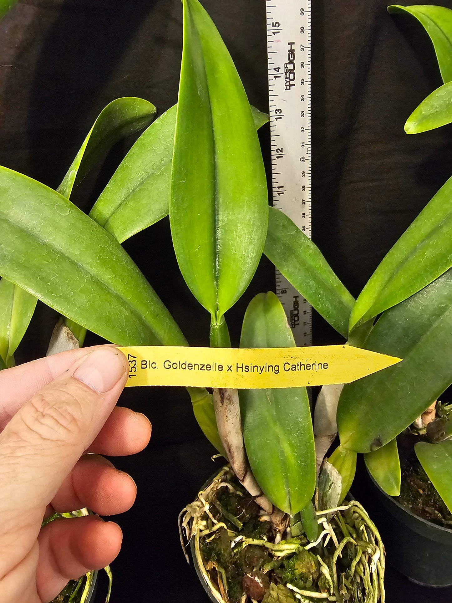 Rlc Goldenzelle x Hsinying Catherine, large blooming size cattleya orchid.