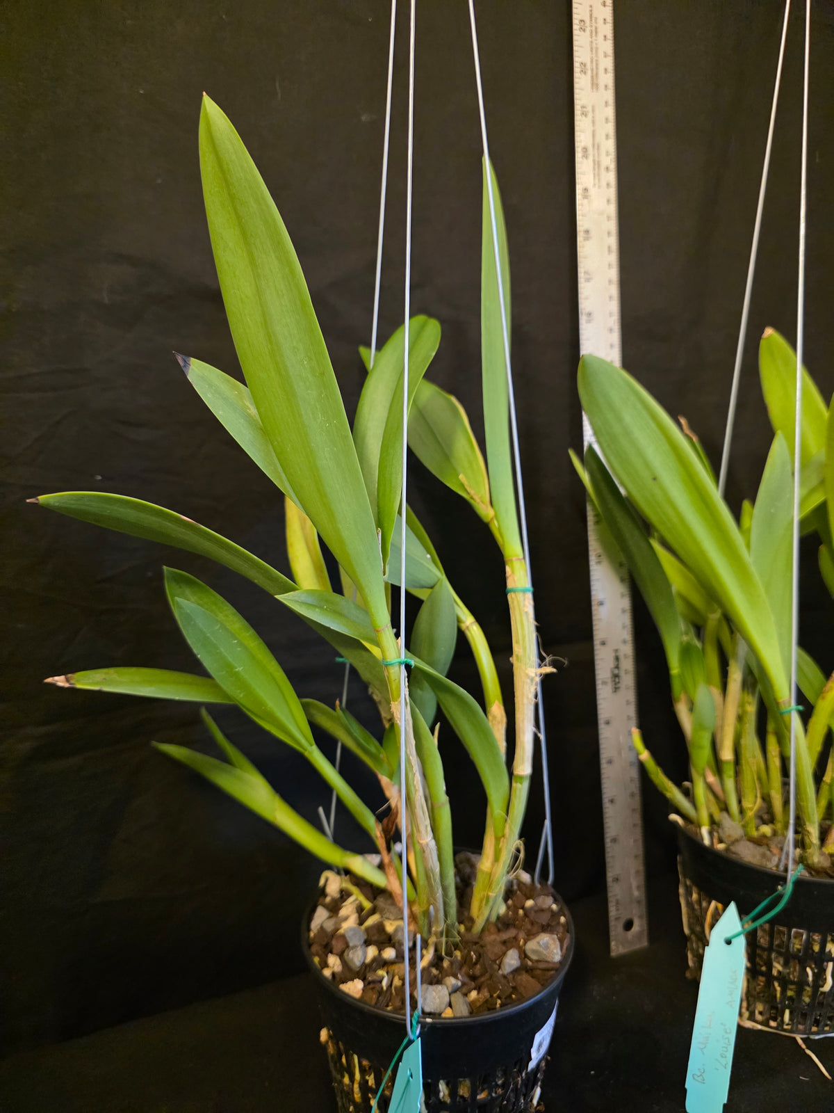 Bc Maikai 'Louise' AM/AOS bloom size divisions 5" baskets