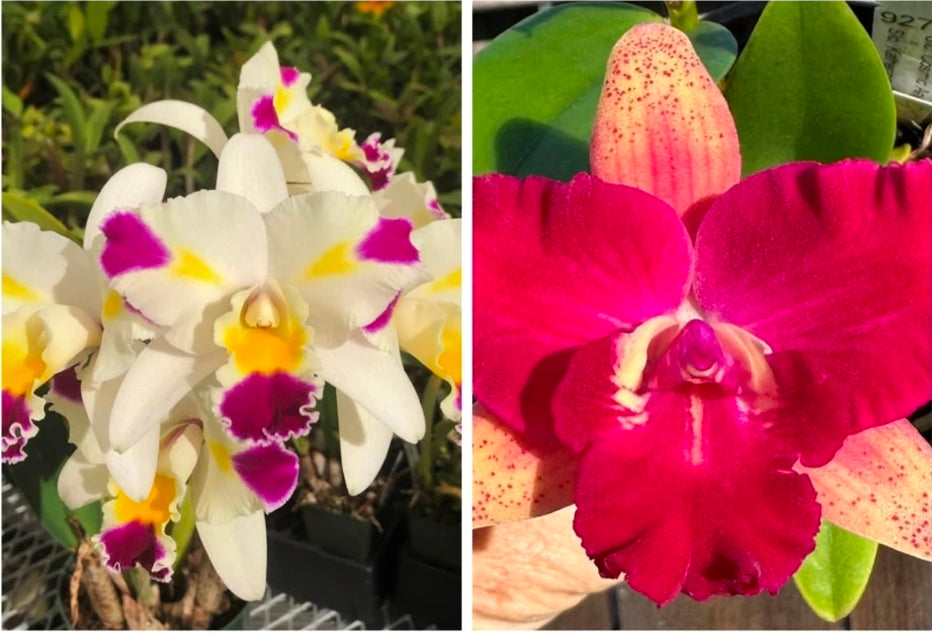 Rlc Maris Magic x Cattleya Cosmic Future. Blooming size compact cattleya orchid hybrid.