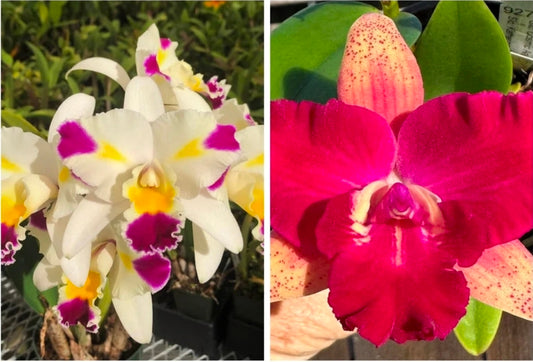Rlc Maris Magic x Cattleya Cosmic Future. Blooming size compact cattleya orchid hybrid.