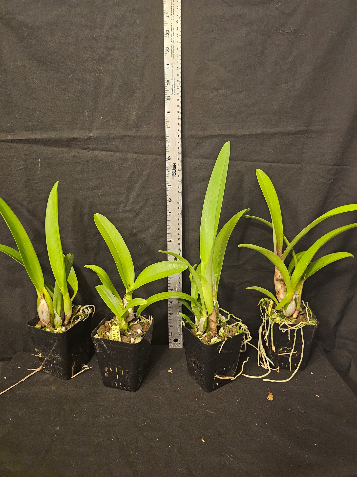 Cattlechea Mem Dollie Mckinnon. Blooming size cattleya orchid hybrid. Seed grown awarded parents.