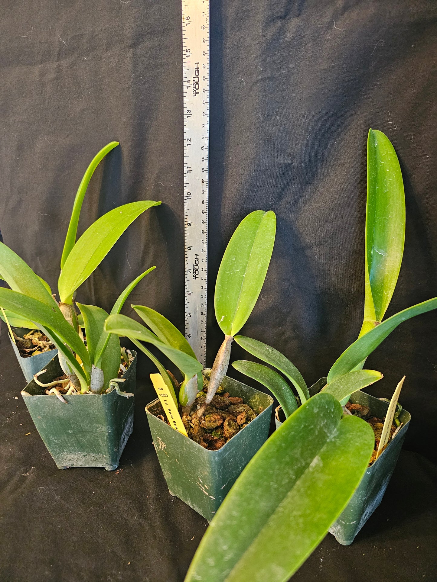 Lc Pure Soul 'Yutaka Morimoto' Blooming size cattleya orchid clone. 3.5" pot. Fragrant blooms