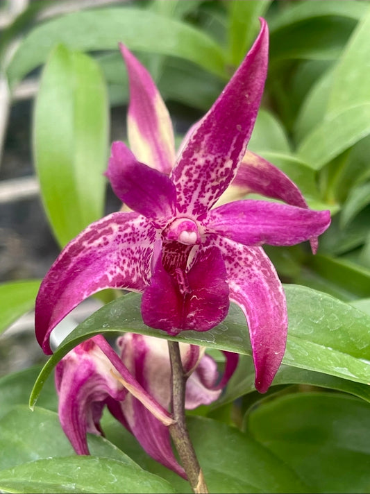 Dendrobium Victorian Jazz '808 Orchids' blooming size Australian Dendrobium orchid clone. Beautiful long lasting blooms.