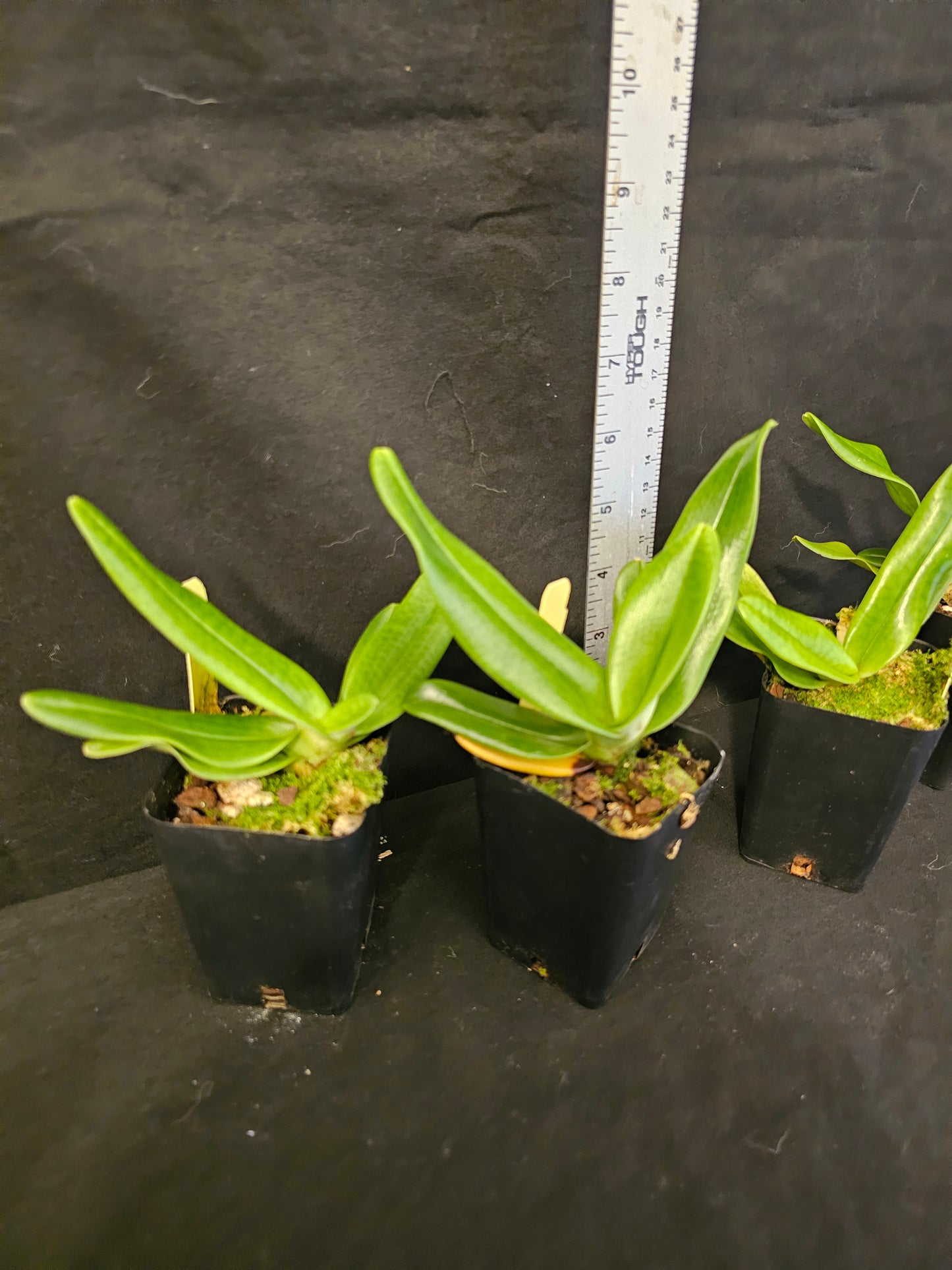 Paphiopedilum emersonii 'Chouyi' x sib near blooming rare hard to find paphiopedilum orchid species.