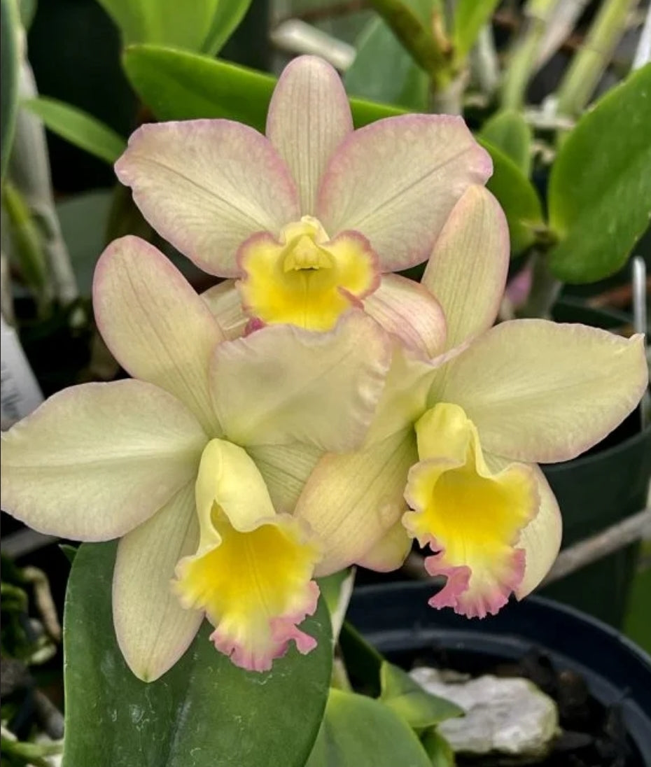 Pot Fairyland Blooming size compact growing cattleya orchid hybrid. Beautiful.