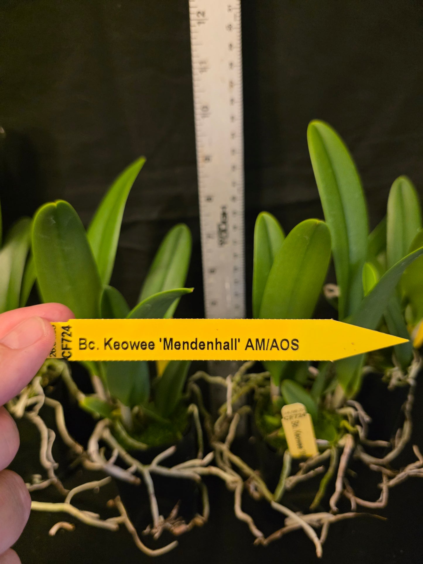 Rlc Keowee 'Mendenhall' AM/AOS (Cattleya Lorraine Shirai × Brassavola nodosa)