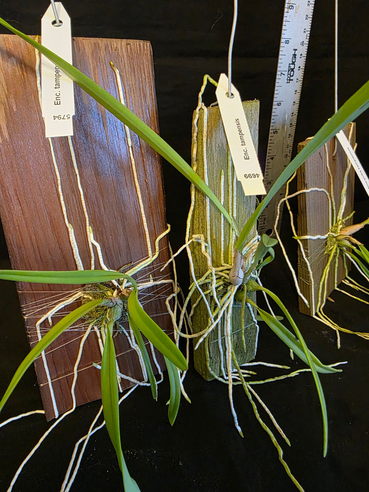 Encyclia tampensis blooming size mounted orchid species. Fragrant like honey.