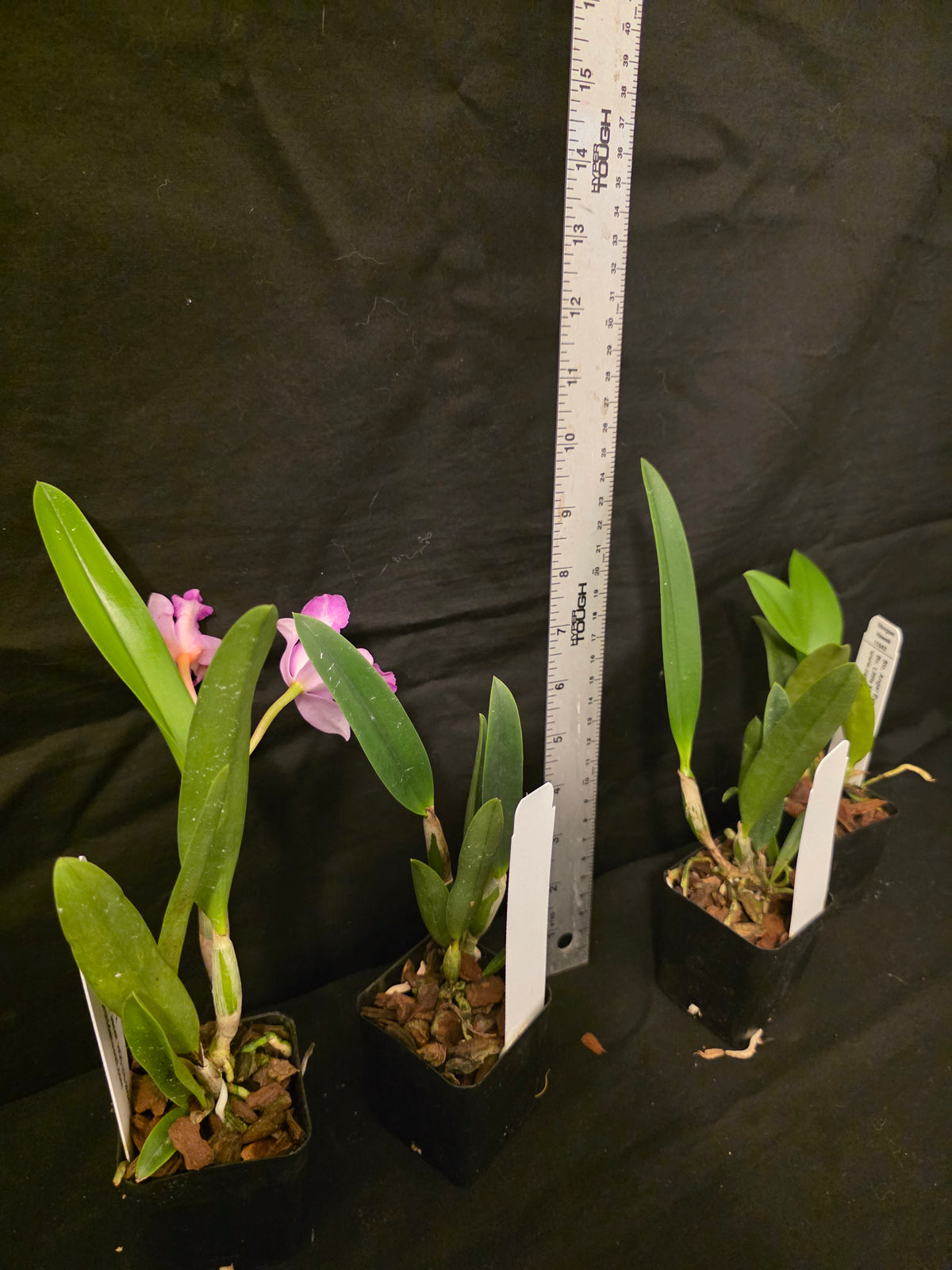 SLC Angel eyes x Bc Little Mermaid. Blooming size compact cattleya orchid hybrid.