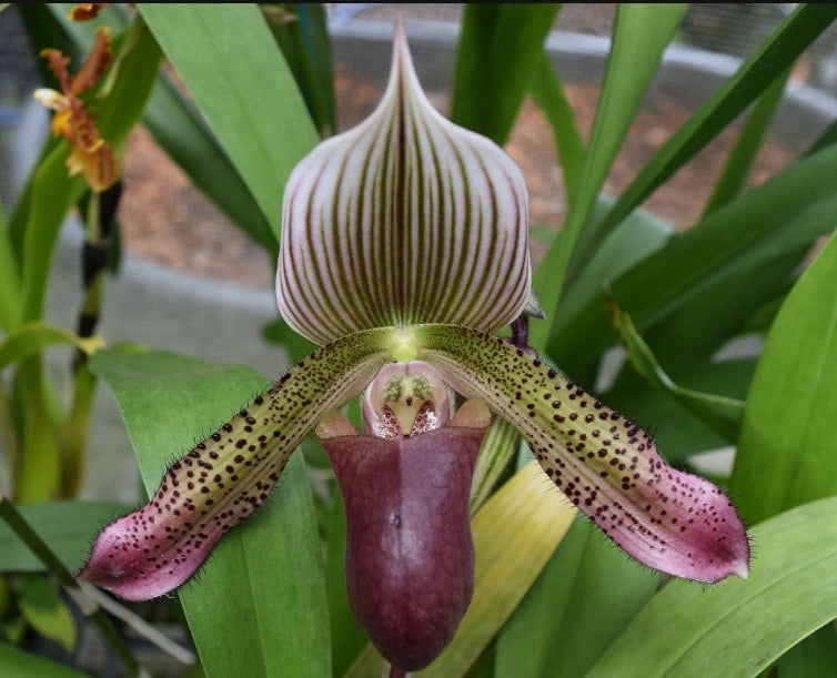 Paphiopedilum Hsinying Alien. In spike. Long lasting attractive blooms.