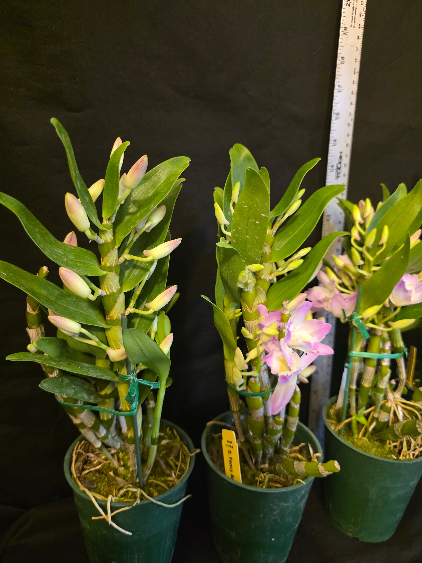 Dendrobium Fancy Angel 'Lychee' blooming size nobile dendrobium. Beauriful