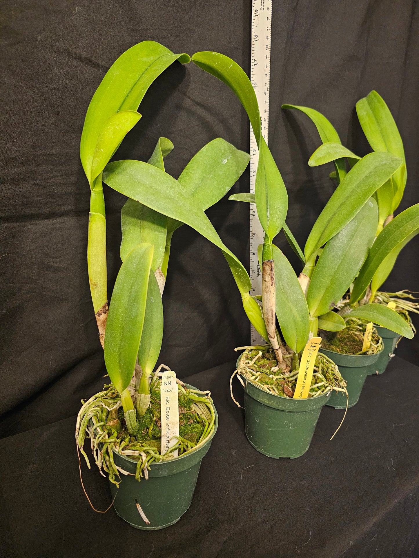 Rlc Goldenzelle x Hsinying Catherine, large blooming size cattleya orchid.
