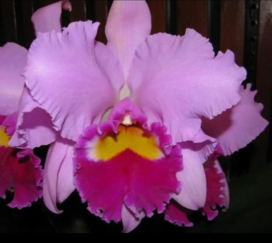 Lc Irene Finney 'Spring Bounty' Large Blooming size cattleya orchid clone.