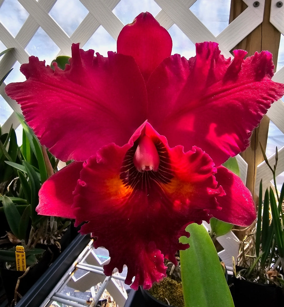 Rlc Lake Murray 'Mendenhall' Blooming size cattleya orchid clone. 4.5" pot