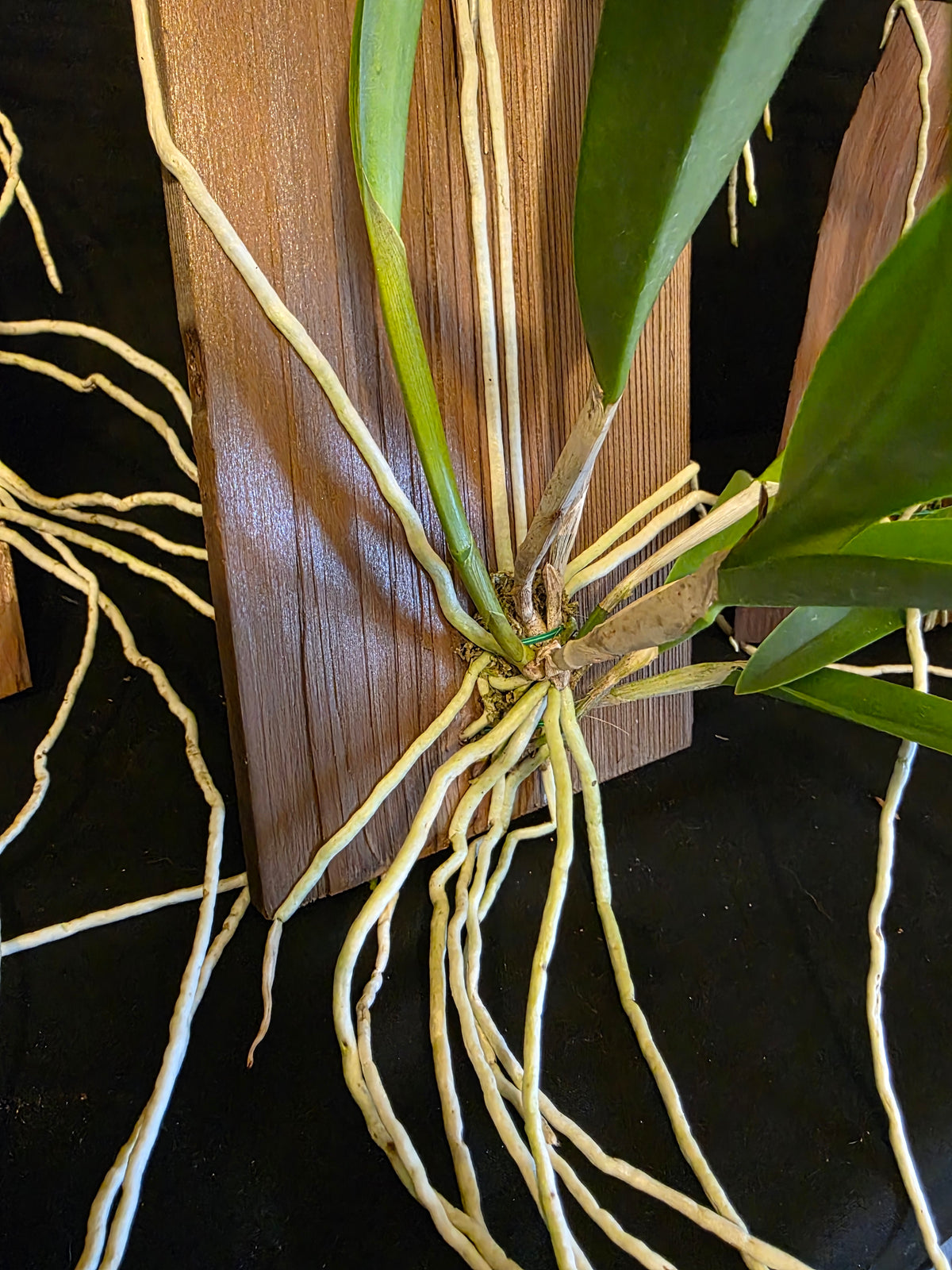 Cattleya tigrina x Rcv David Sander mounted well established