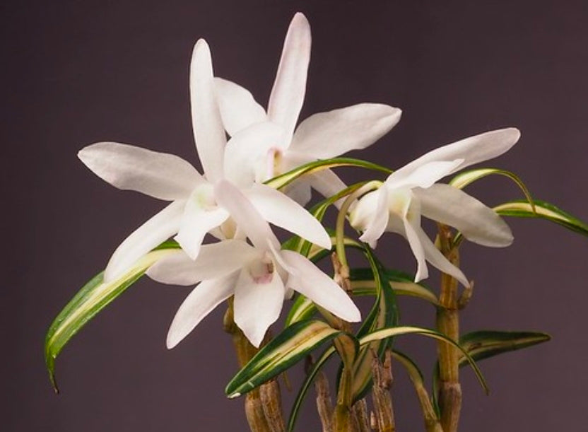 Dendroboum moniliforme variegated form. Blooming size miniature dendrobium orchid species. Rare form