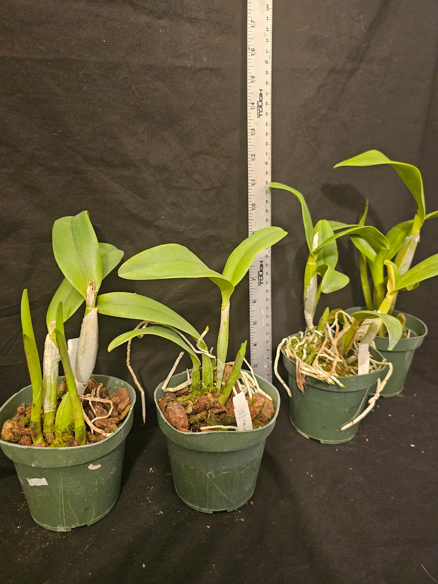 Rth. Love Passion 'Island Romance' blooming size cattleya orchid clone.