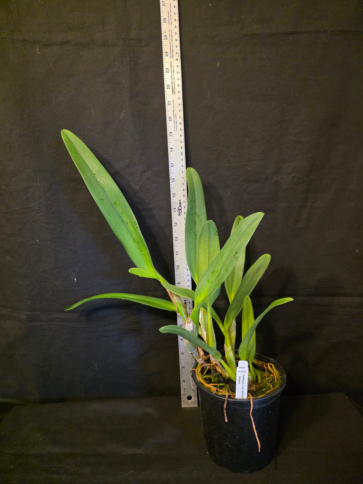 Cattleya lueddemanniana var semi alba 'Galera'. Blooming size cattleya orchid species. Large fragrant blooms.