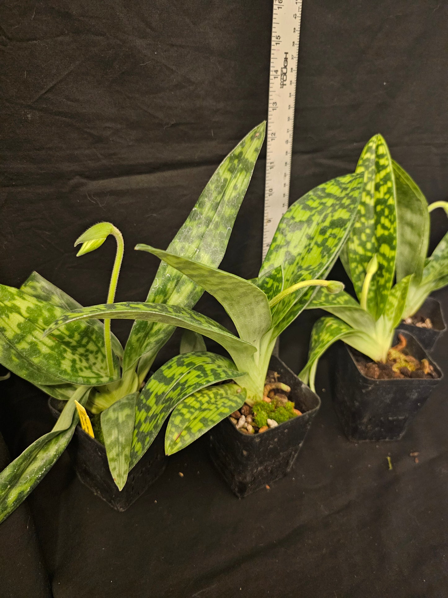 Paphiopedilum Janet Kunkle. Blooming size Paphiopedilum orchid hybrid. Long lasting beautiful blooms. 2.5" pots