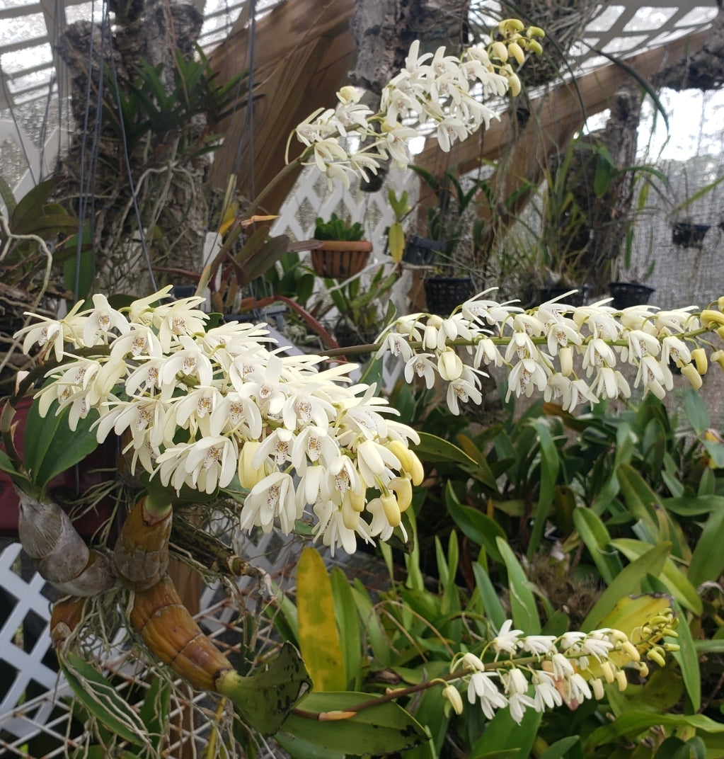 Dendobium speciosum. Non bloom size dendrobium orchid species. Highly sought after species.