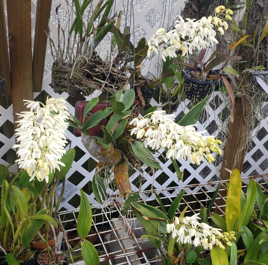 Dendobium speciosum. Non bloom size dendrobium orchid species. Highly sought after species.