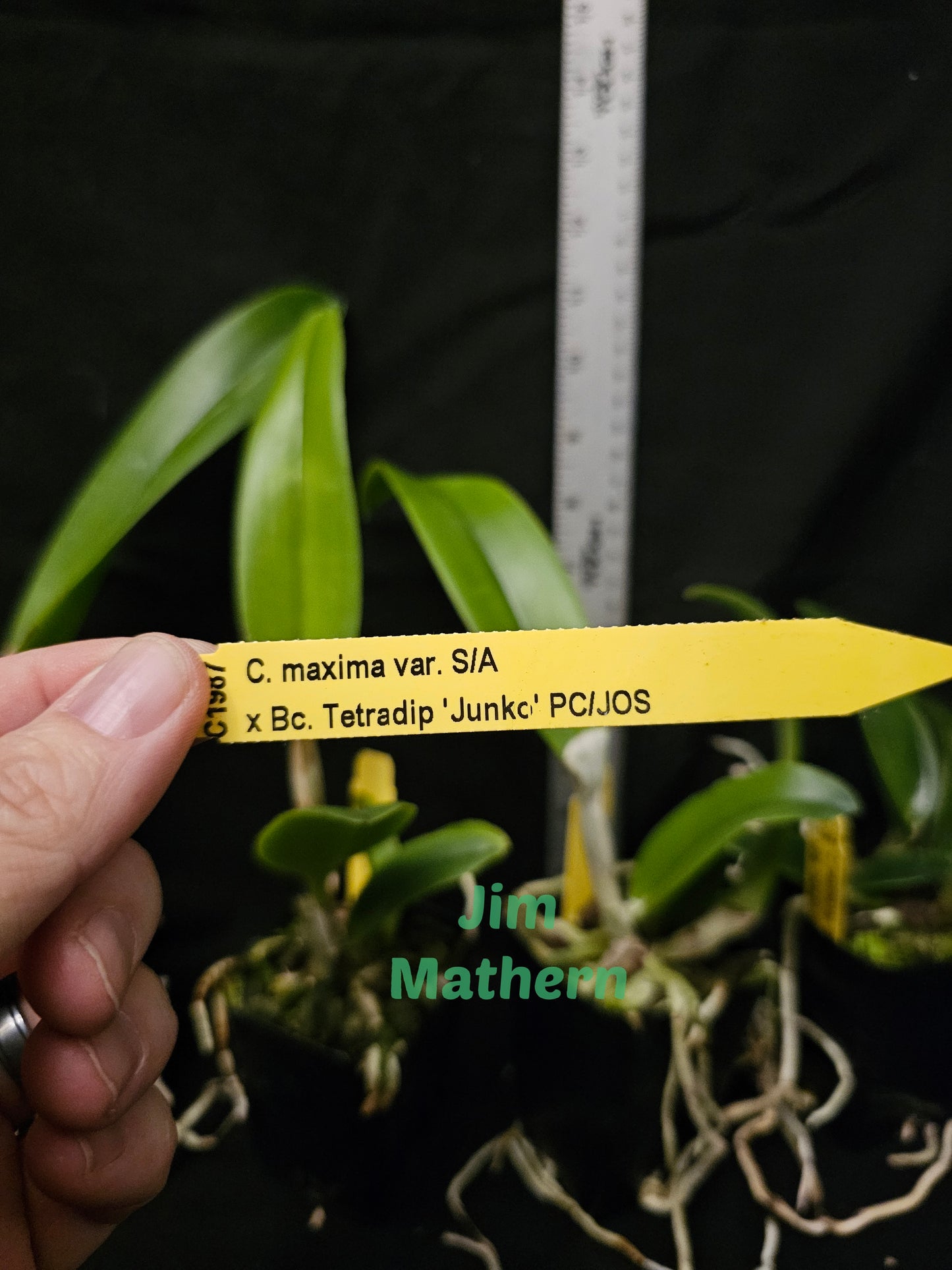 Cattleya maxima v semi alba x Bc Tetradip 'Junko' Near blooming size cattleya/brassavola orchid hybrid