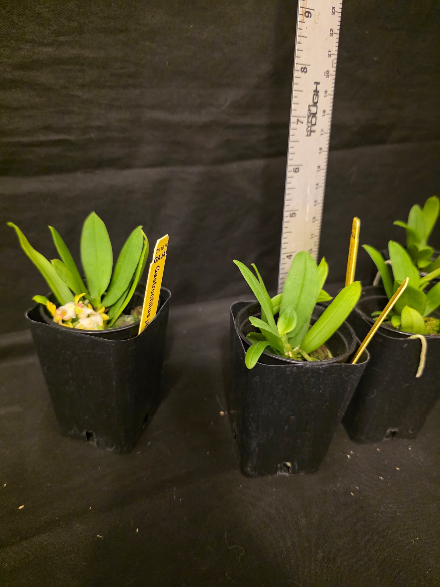 Gastrochilus japonicus blooming size miniature orchid species.