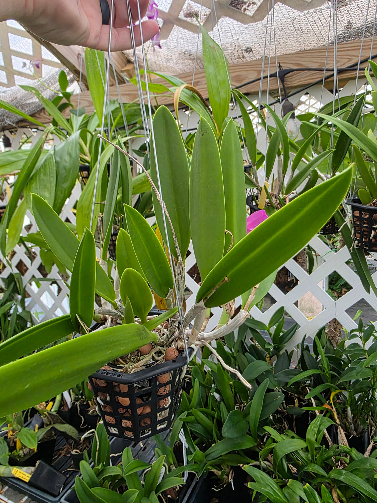 Brassavola nodosa x Cattleya Circle of life. Bloom size in 4" basket #2. Seed grown unique bloom