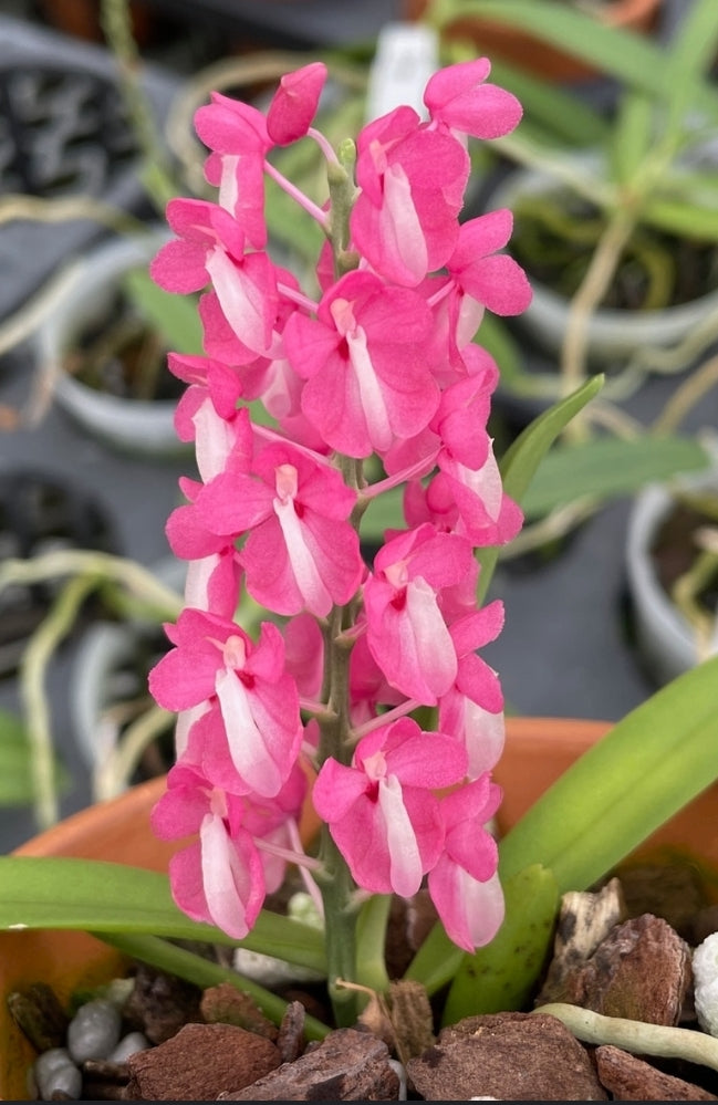 Dyakia hendersoniana Blooming size orchid species. Currently in spike.