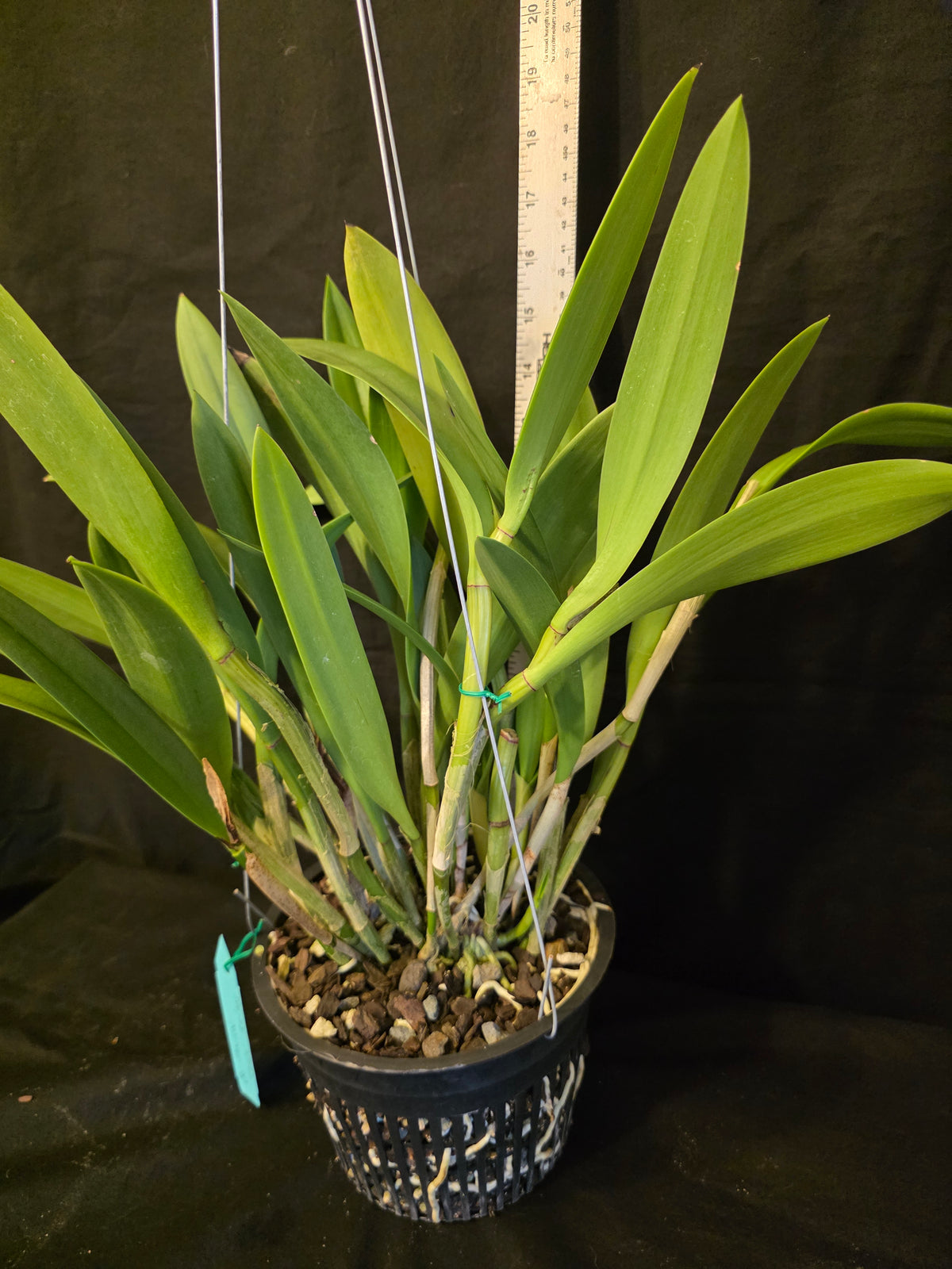 Bc Maikai 'Louise' AM/AOS bloom size divisions 6" basket #2