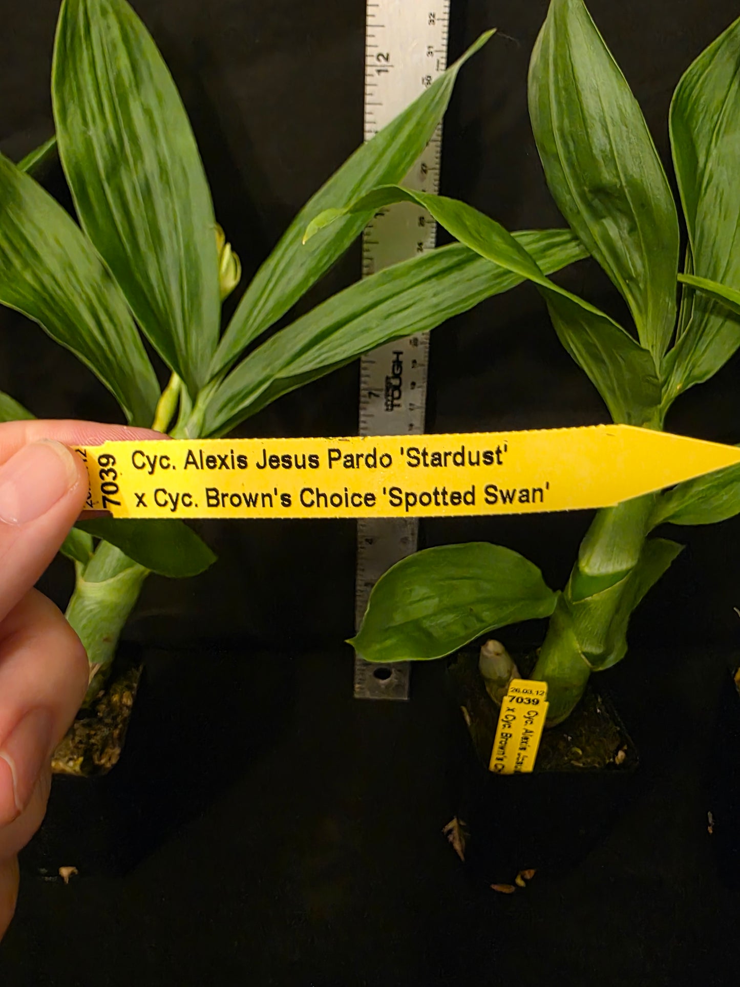 Cycnoches Alexis Jesus Pardo x cyc Browns Choice. Blooming size cycnoches hybrid.