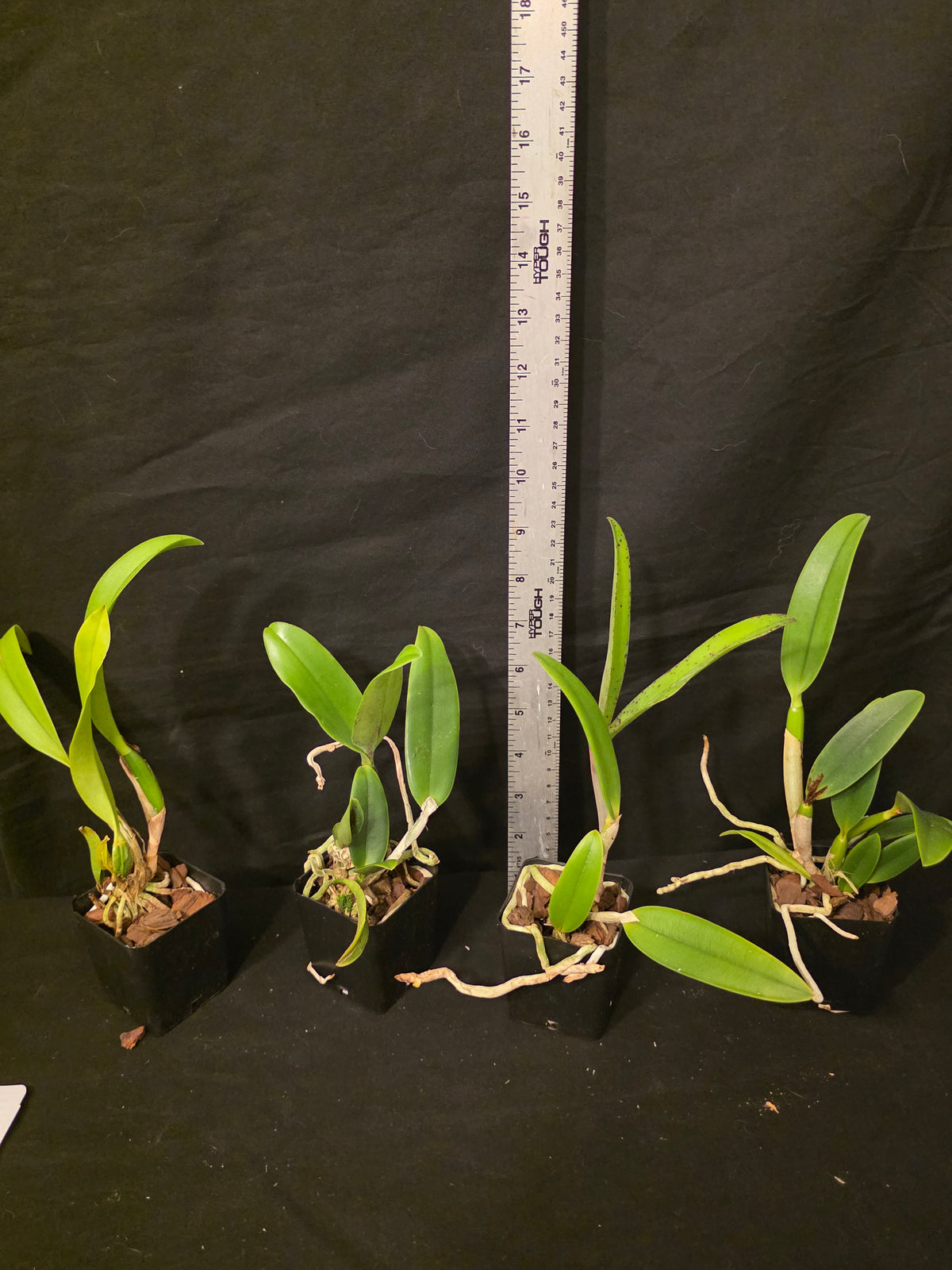 Slc Durigan x Lc Summerland Girl. Near bloom size compact cattleya orchid hybrid.