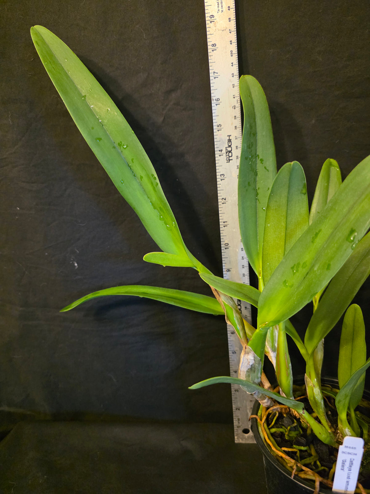 Cattleya lueddemanniana var semi alba 'Galera'. Blooming size cattleya orchid species. Large fragrant blooms.