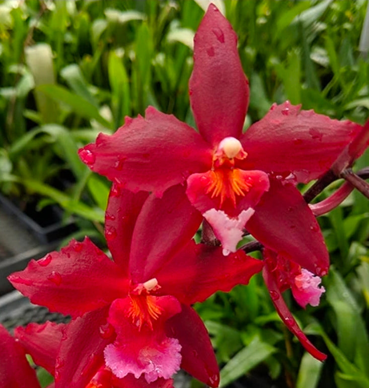 Wilsonara Aloha Kapoho. In Spike Blooming size intergeneric oncidium orchid clone.