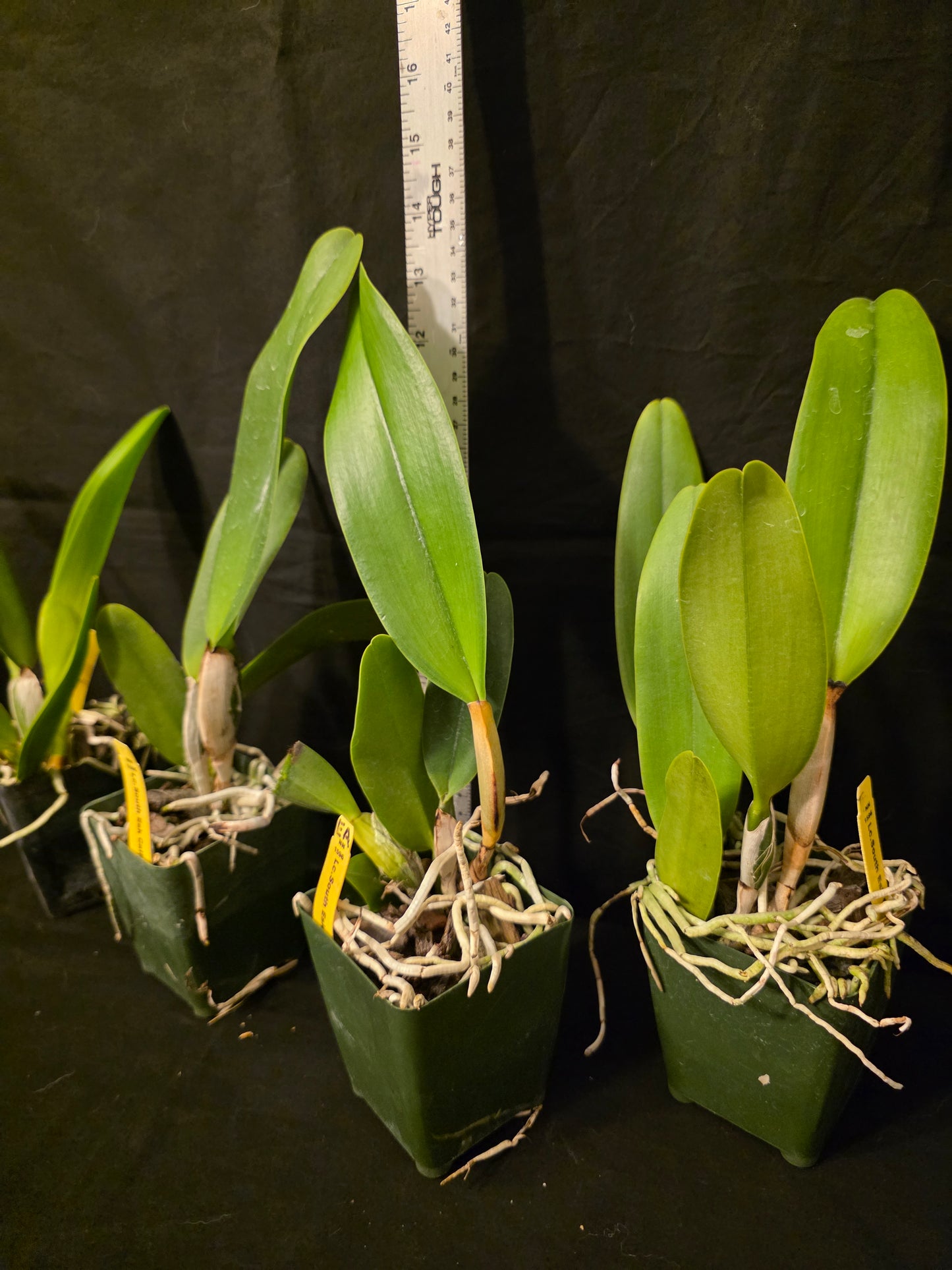 Lc South Esk 'Catherine' near blooming size cattleya orchid clone. Large lavender fragrant blooms
