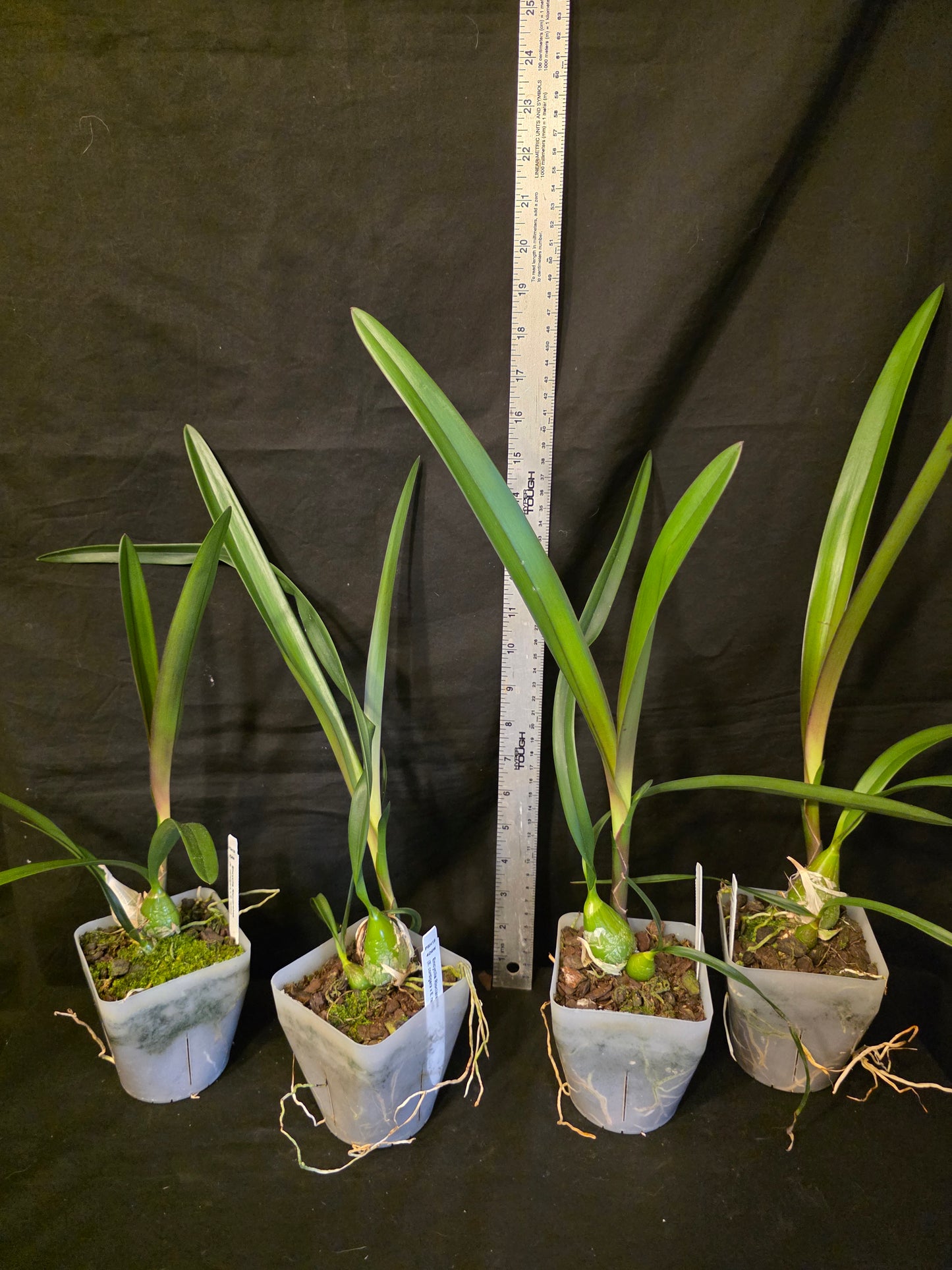Encyclia Rioclarense (cordigera x randii) near bloomimg size Encyclia orchid hybrid. Multiple highly fragrant blooms.
