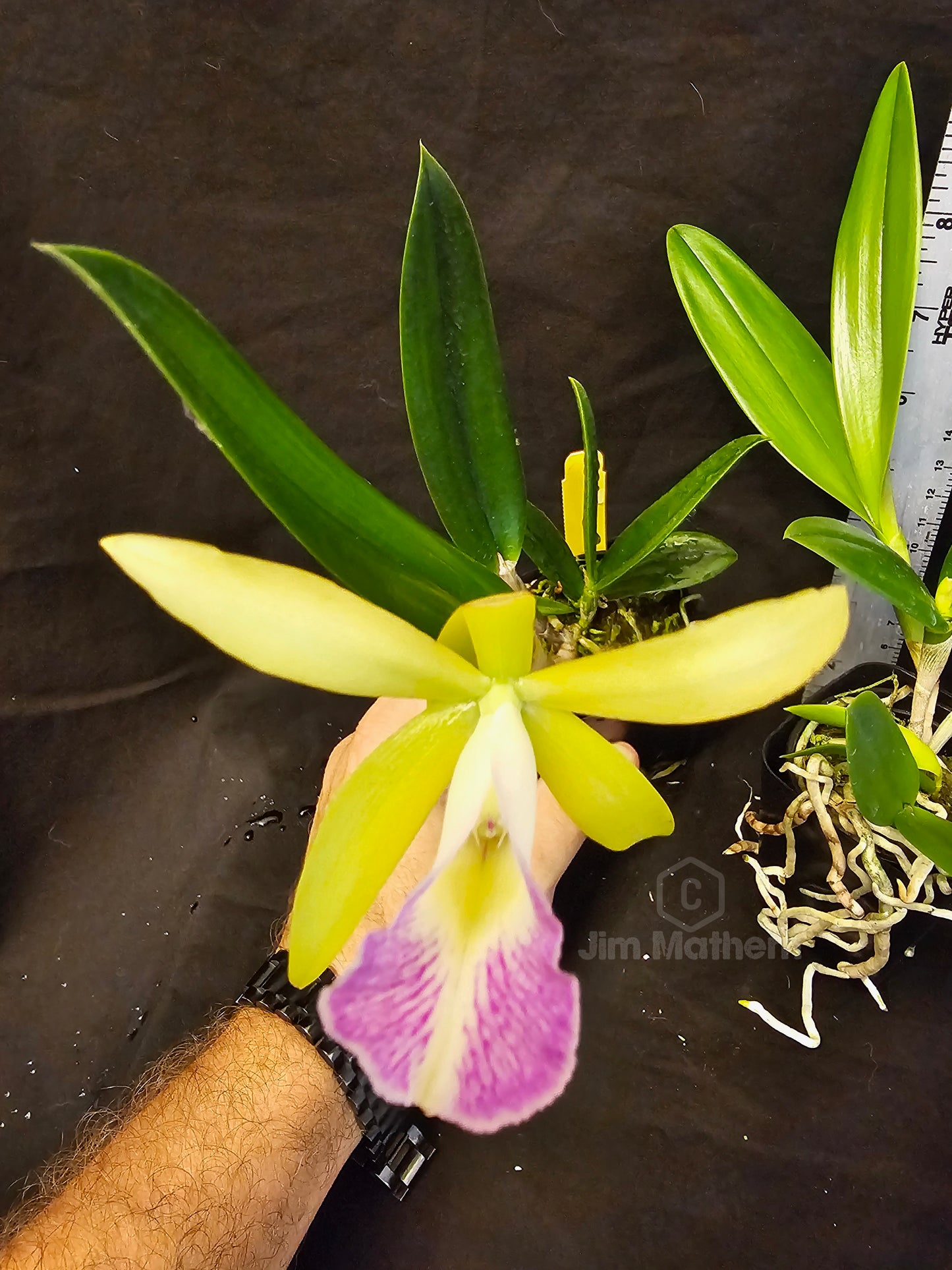 Rlc Yen Corona 'Green Genie' x Brassavola nodosa Blooming size nodosa orchod hybrid seed grown