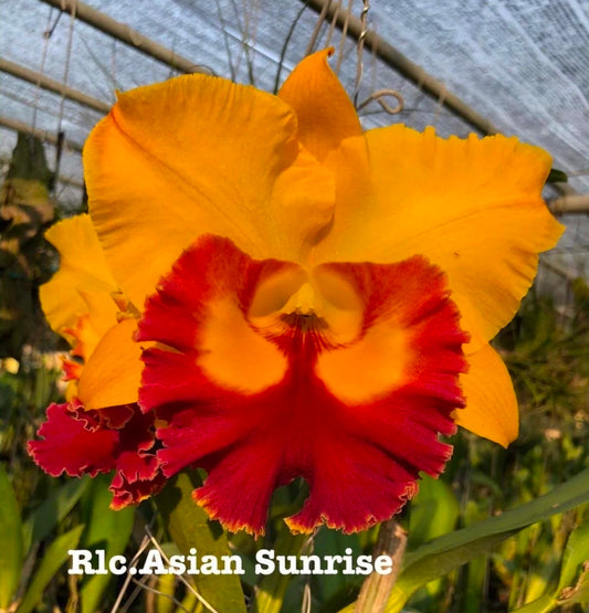 Rlc Asian Sunrise near blooming size cattleya orchid clone. Large beautiful fragrant blooms