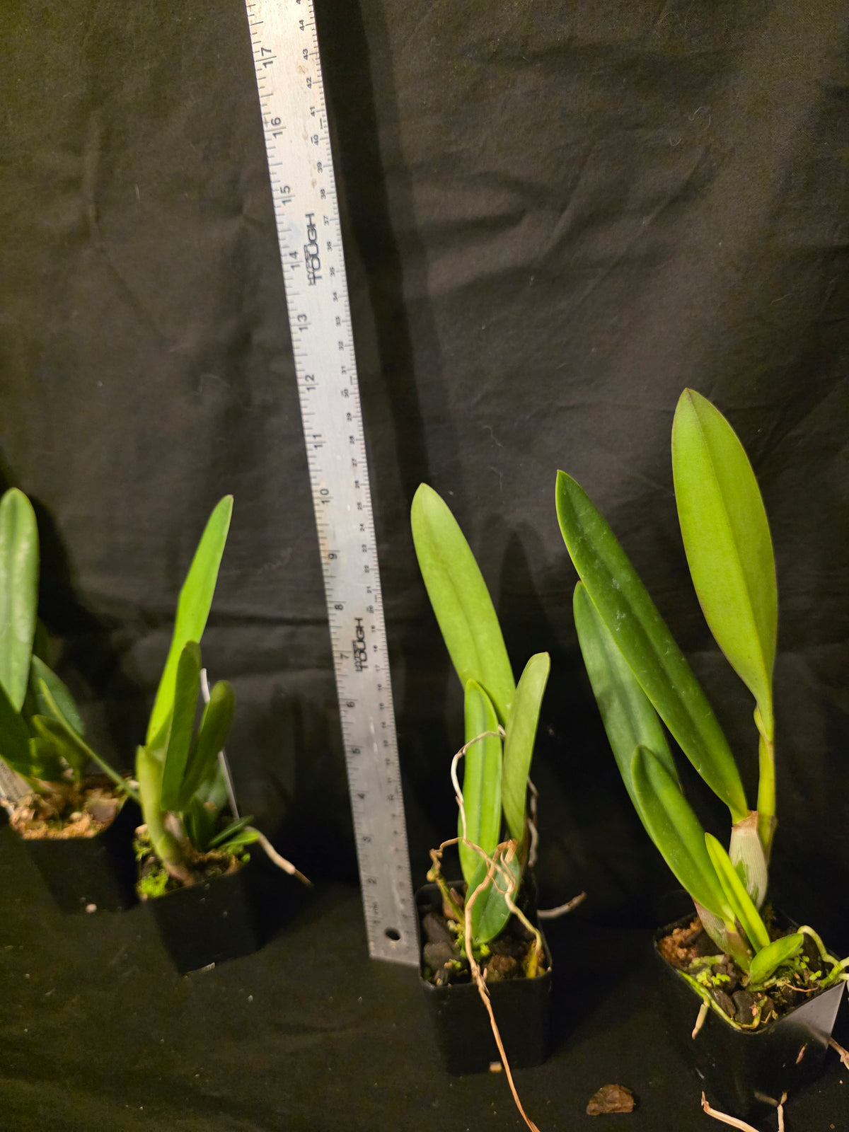 Cattleya Zip (L.milleri x C tenebrosa) Amazing Rarely seen hybrid.