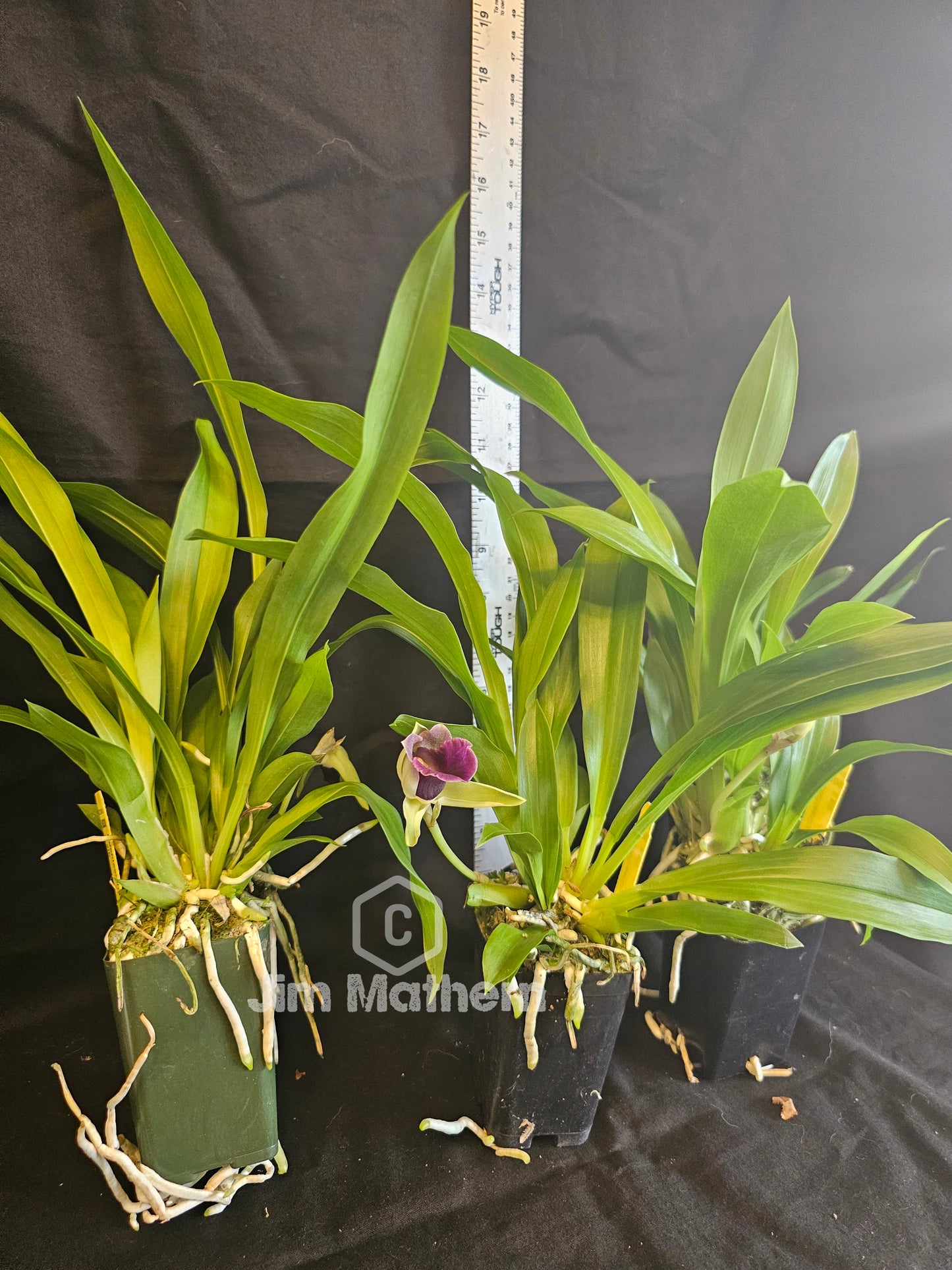 Cochleanthes discolor. Blooming  size orchid species