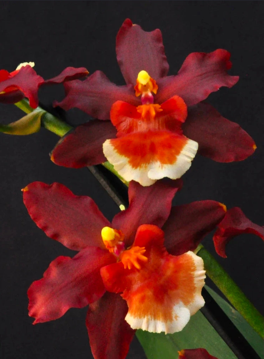 Oncidium Hilo Firecracker 'Sangria' in spike Beautiful long lasting red blooms