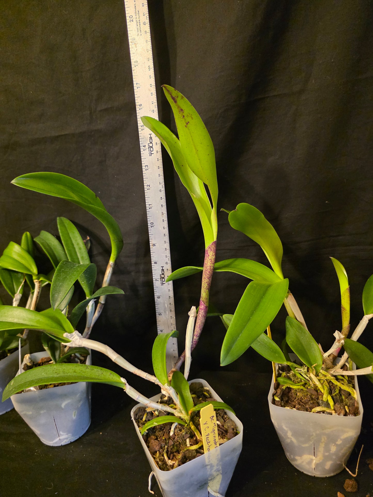 Bc Tigrinodosa 4N x C. Peckhaviensis 'HOF', blooming size brassavola cattleya orchid hybrid. Beautiful highly fragrant spotted blooms.