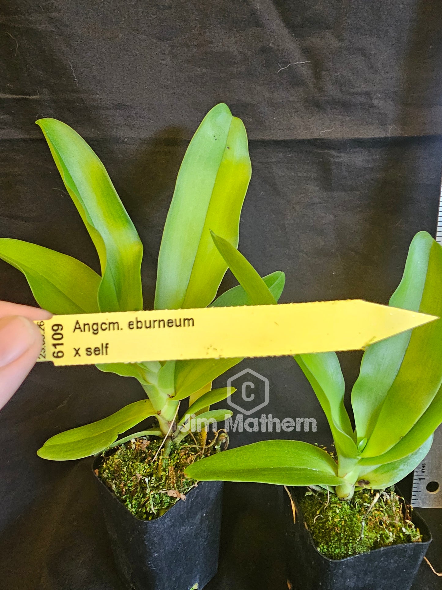 Angraecum eburneum. Angraecum species orchid. 3" pot